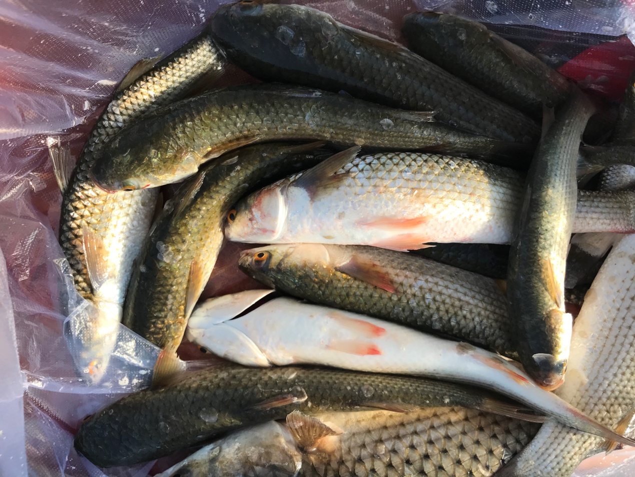 船行至義大利熱那亞港 這兒的鯔魚跟我家鄉的不大一樣 悅釣釣魚 Mdeditor