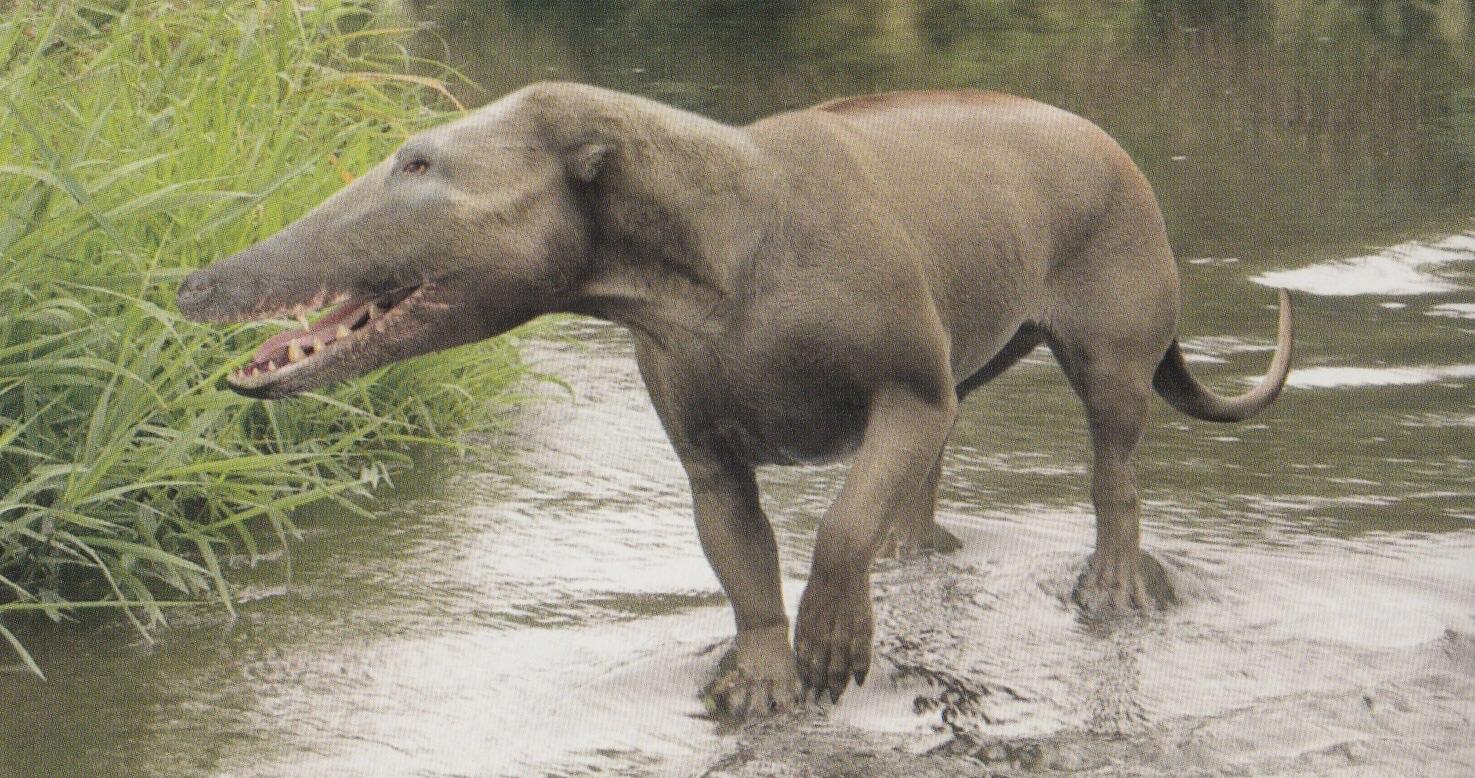 1991年,还是在巴基斯坦-印度交界的相近区域,人们又发掘出了一种类似