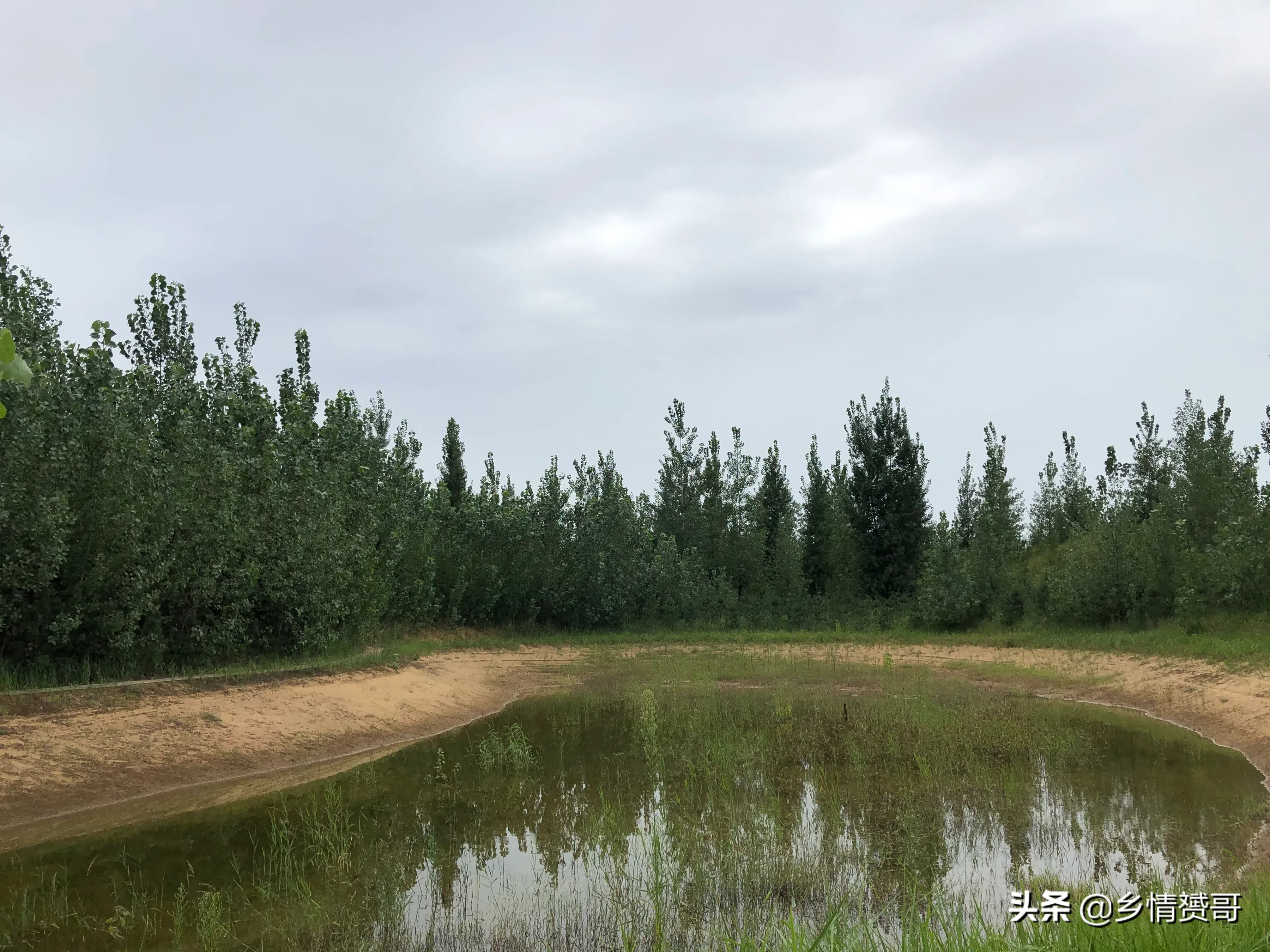 陕西省大荔县农村，有个森林公园，很多人没去过