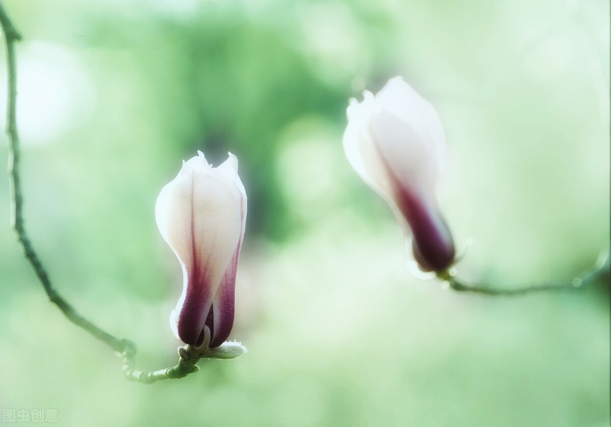 四月 梨花落 春欲晚 花事荼蘼 彼岸無期 閨中風暖 陌上草薰 水月嵐曦 Mdeditor