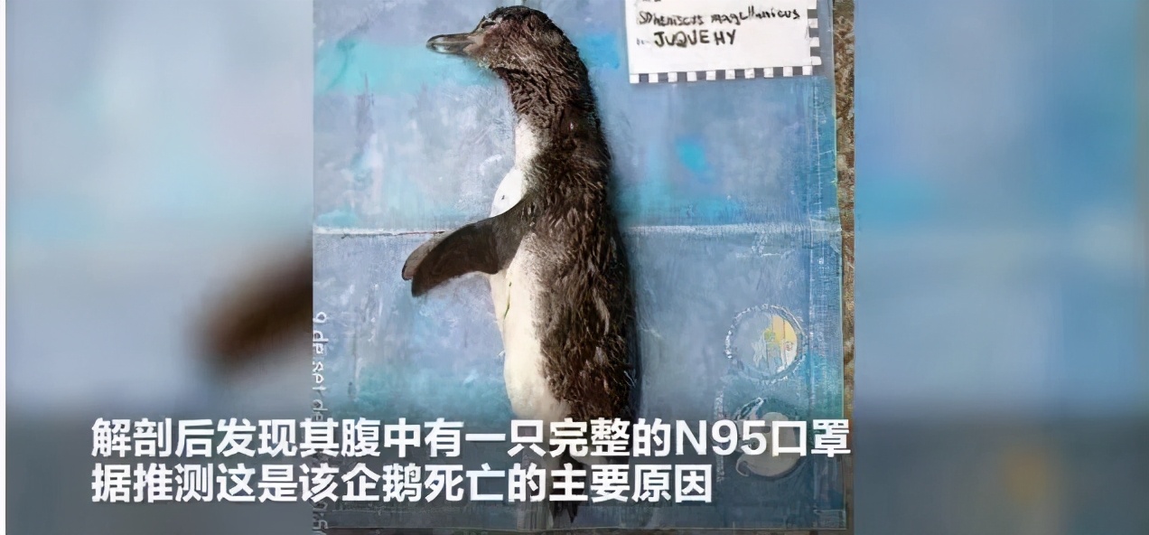 450年不降解，乱丢弃口罩危害到底有多大？225 / 作者:UFO爱好者 / 帖子ID:69707
