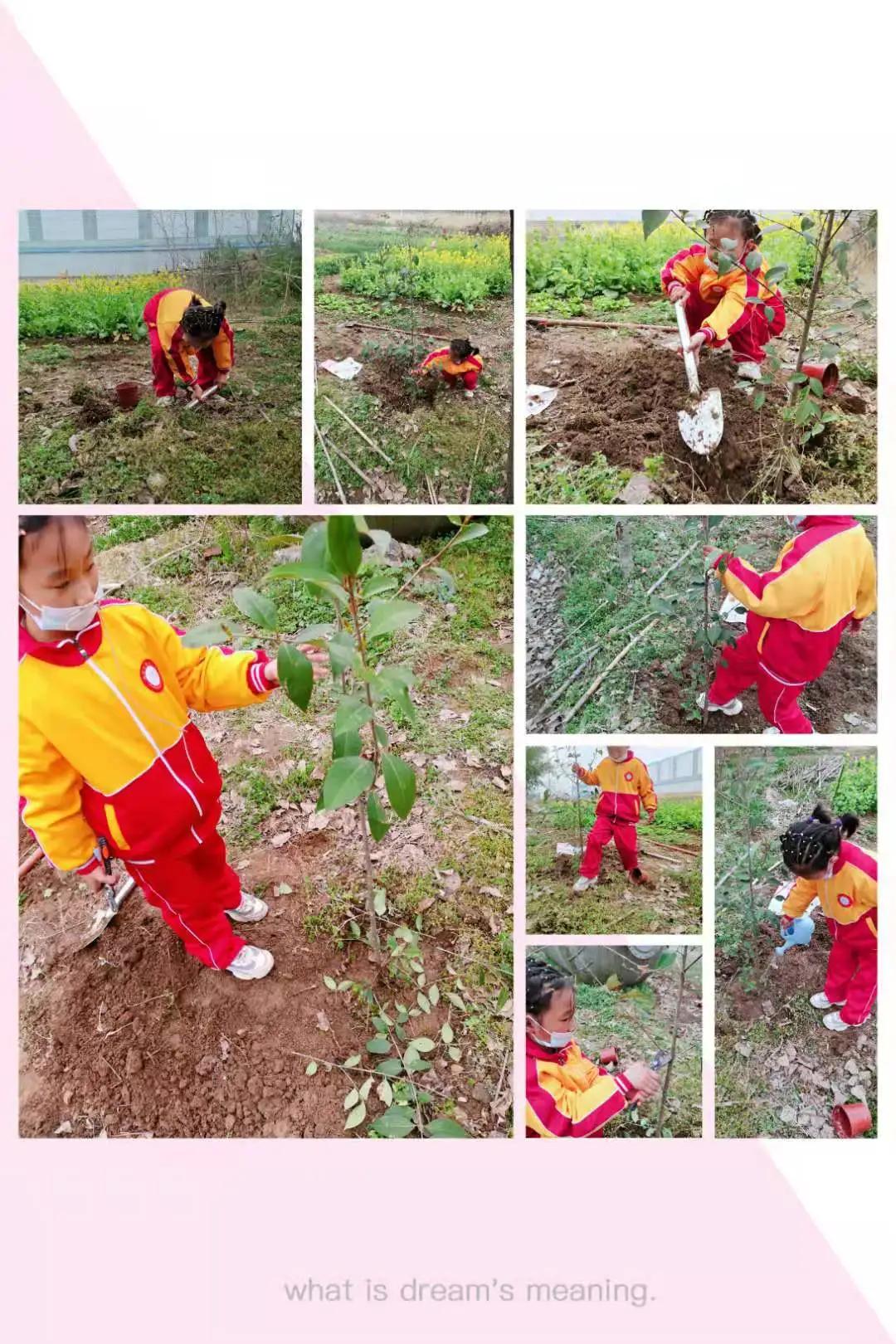 ��֮��.ֲ�̻���--�����еھ�Сѧֲ���ڻ��Ӱ