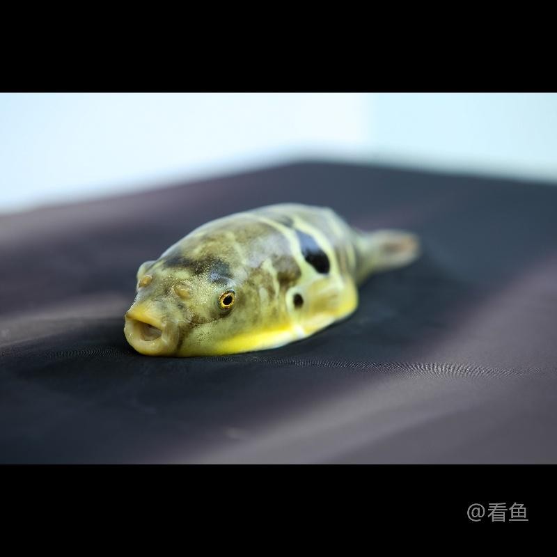 细说长江濒危保护鱼类——长江三鲜之河鲀
