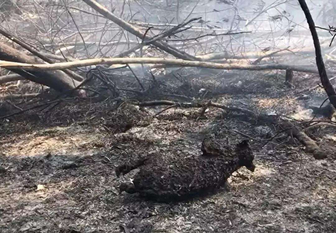 澳大利亞山火捲土重來，已燃燒7週，禍根早在4萬年前就已種下