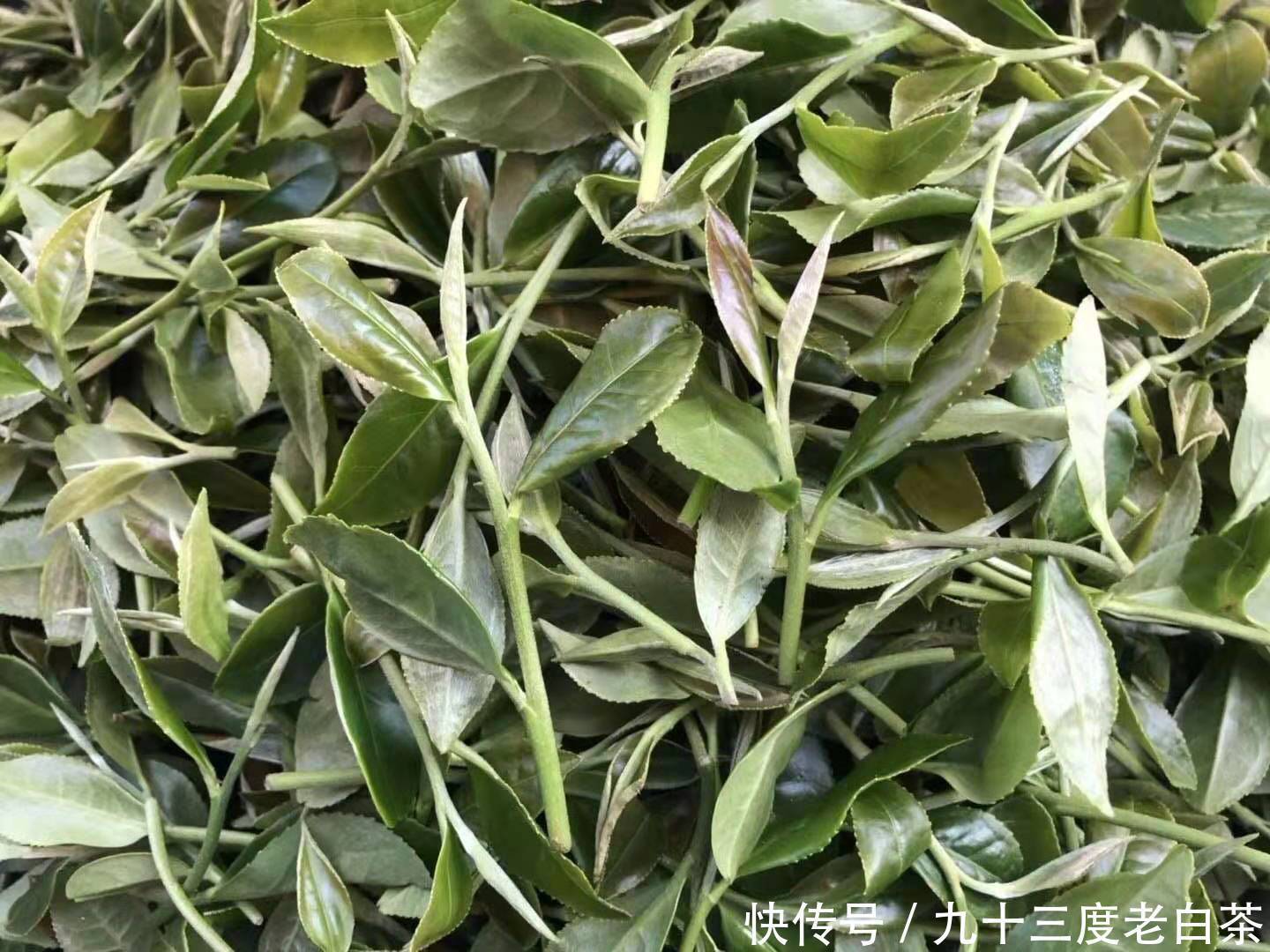 谷雨白茶為什么好？與明前茶有什么不同？
