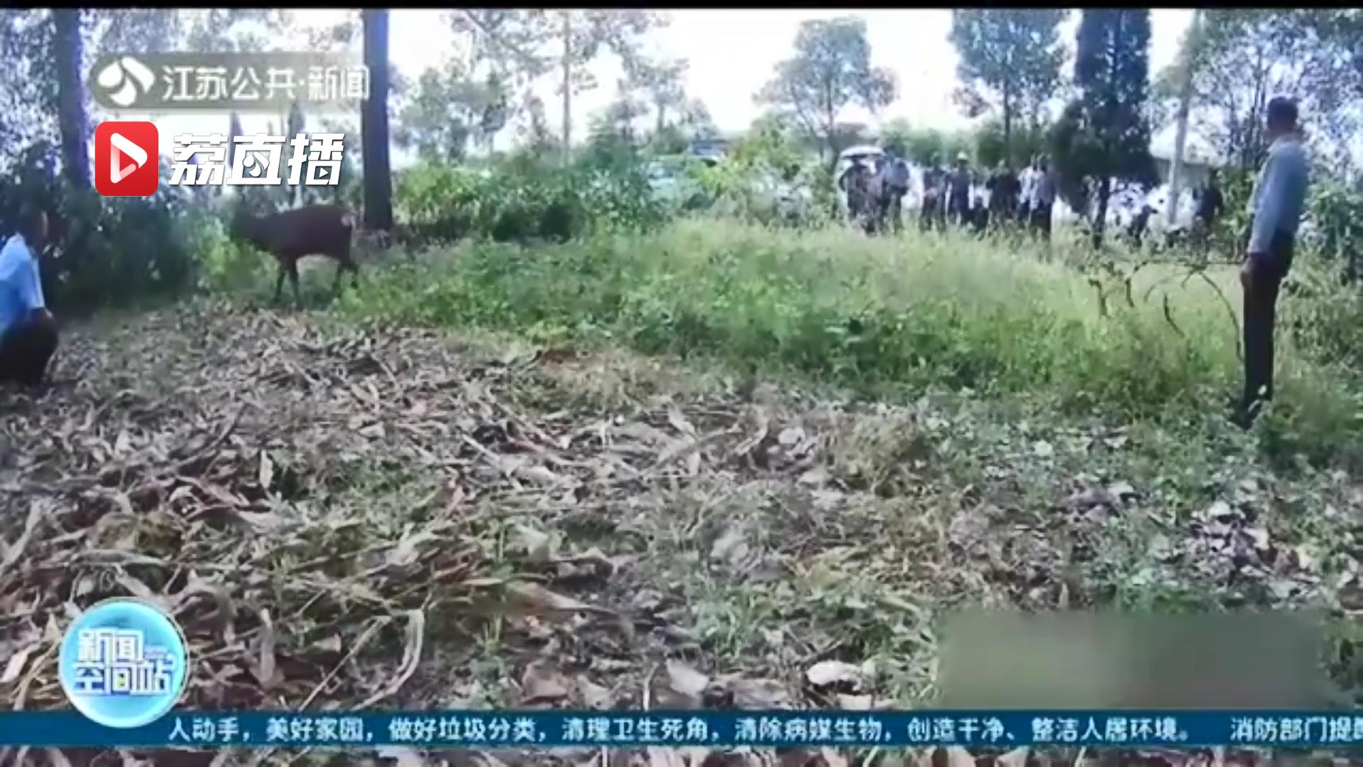 僵持！农田惊现梅花鹿 警民合力围捕成功营救