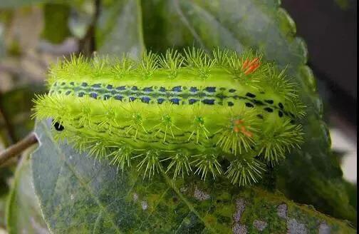 滿樹都是知了猴兒