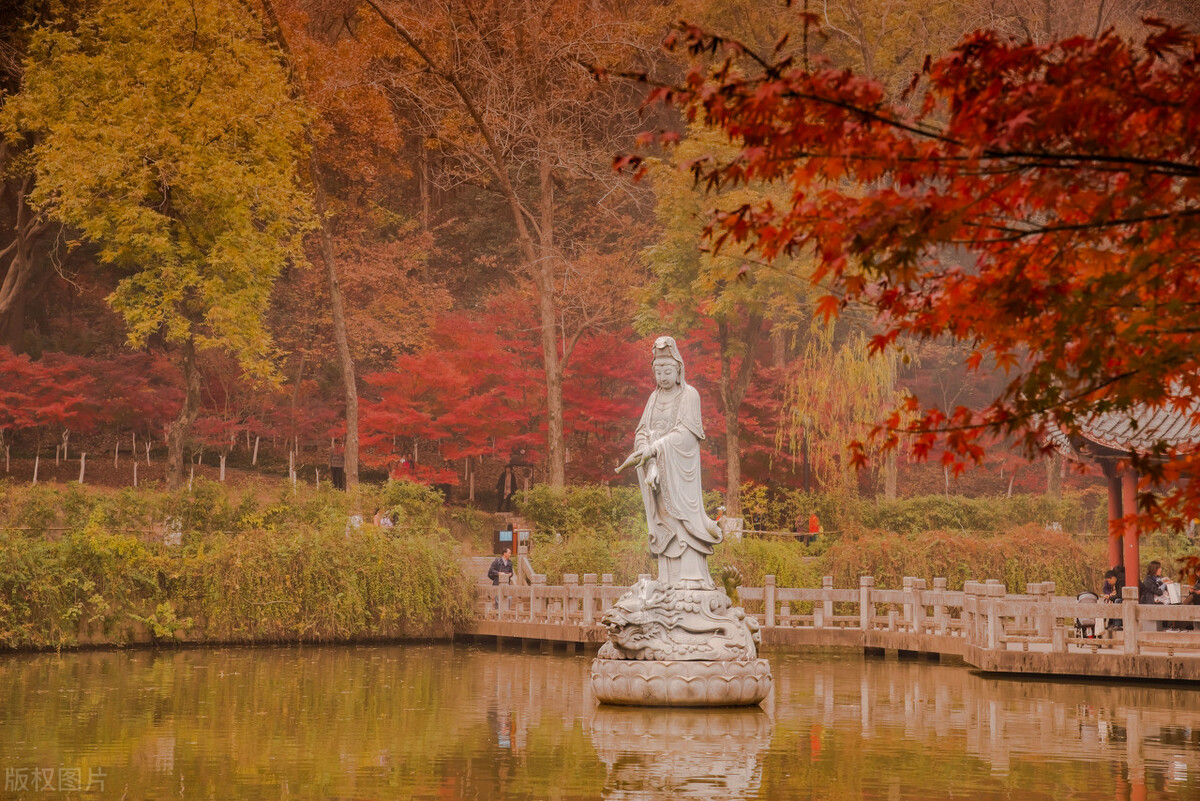 南京的秋天，美成了金陵该有的样子，谁能不爱？插图57
