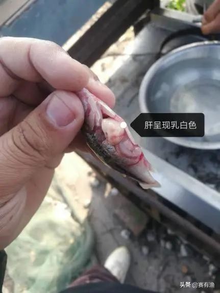 高温易发热应激，鱼肝胆病频发，金肝利胆助鱼儿稳过小盛夏