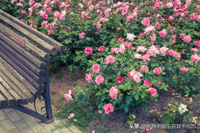 美麗的薔薇花開 環遊中國樂在其中805 Mdeditor