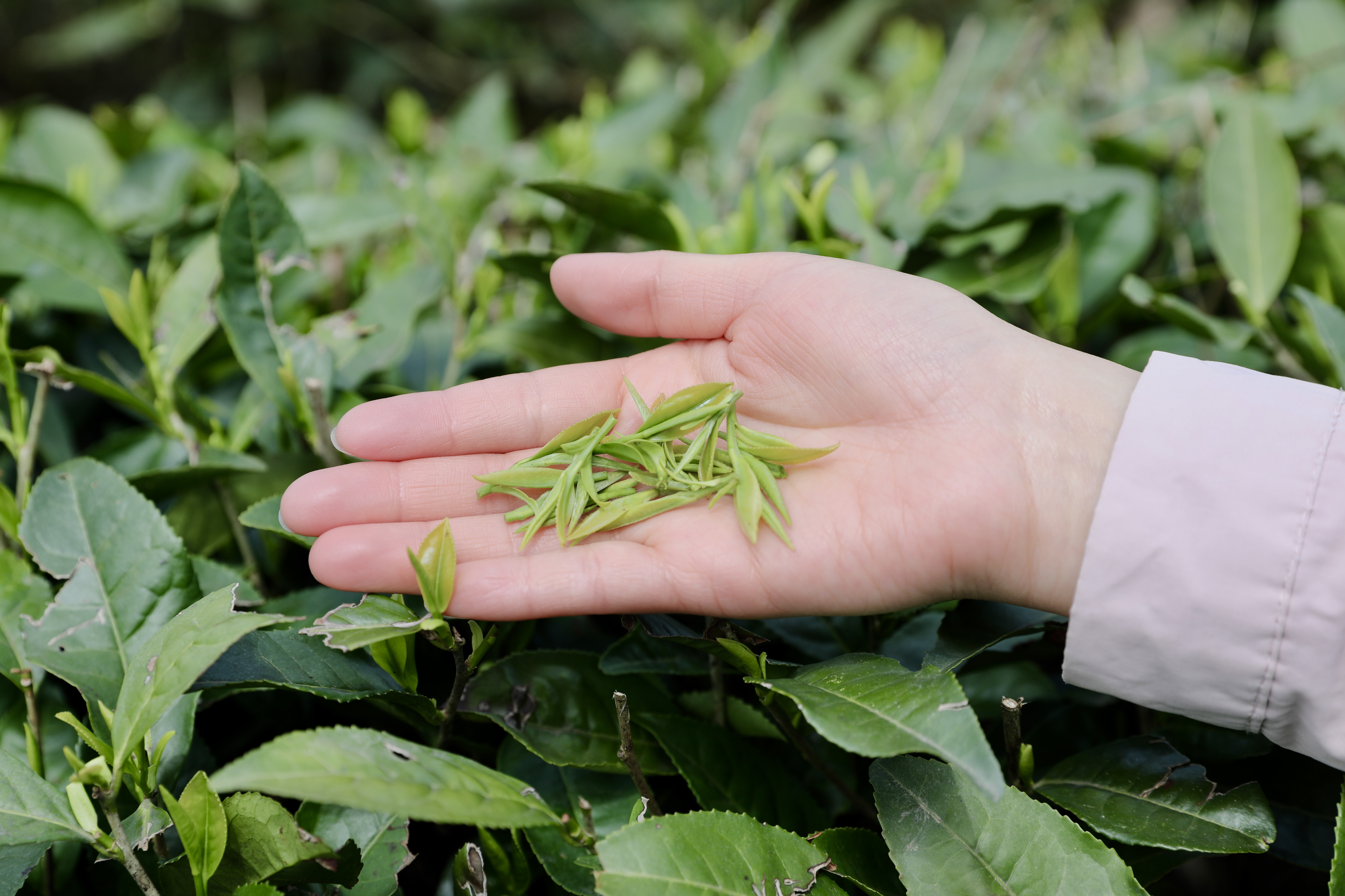 生態(tài)鎮(zhèn)巴，名茶之鄉(xiāng)，在鎮(zhèn)巴最美茶園采茶、品茗、觀(guān)云海