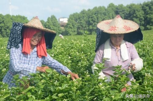 一文让你看懂，茉莉花茶是怎么制作出来的