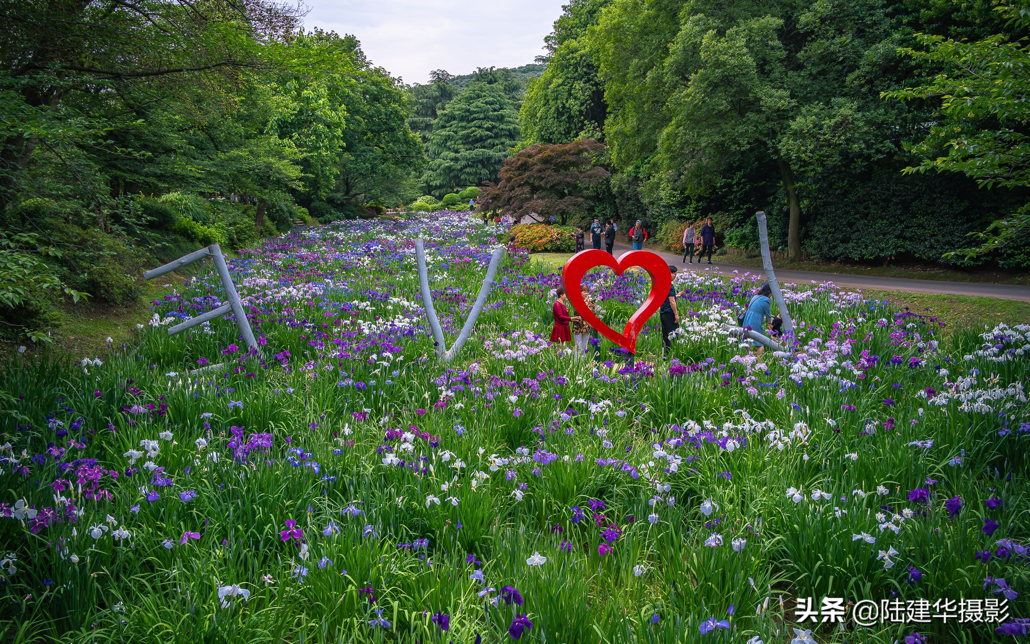 太湖鼋头渚花菖蒲园 爱的伊甸园 资讯咖