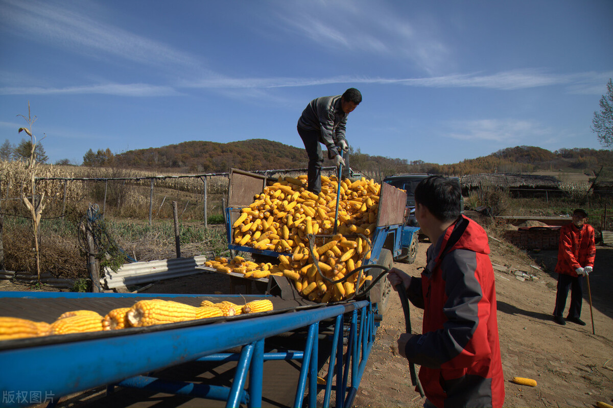 玉米杀了个“回马枪”，梦碎1.5元，3个坏消息，