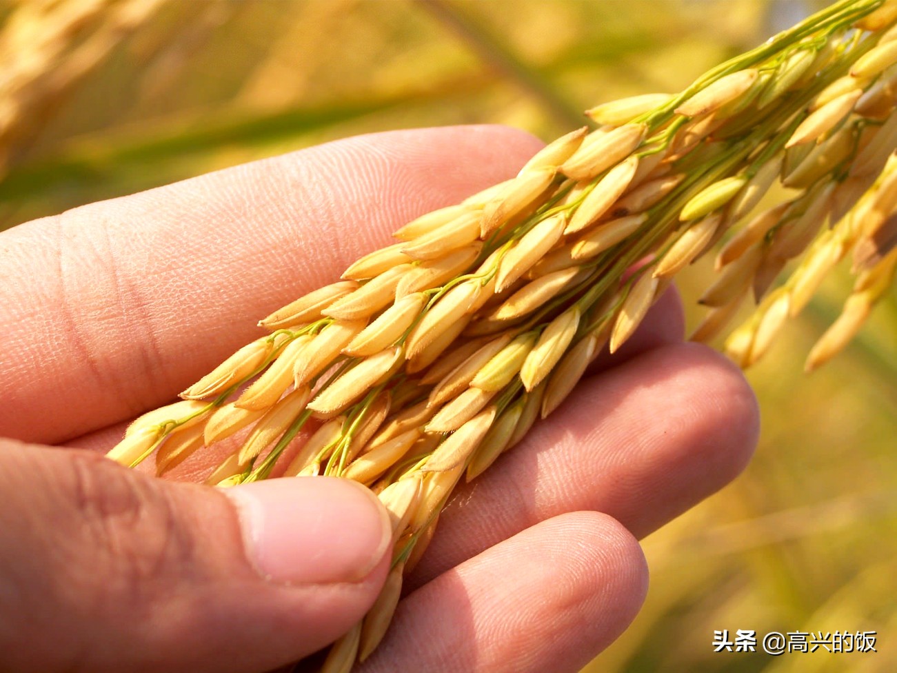 二月二为啥叫龙抬头？老辈儿人：吃龙食、剃龙头，家家才有好彩头
