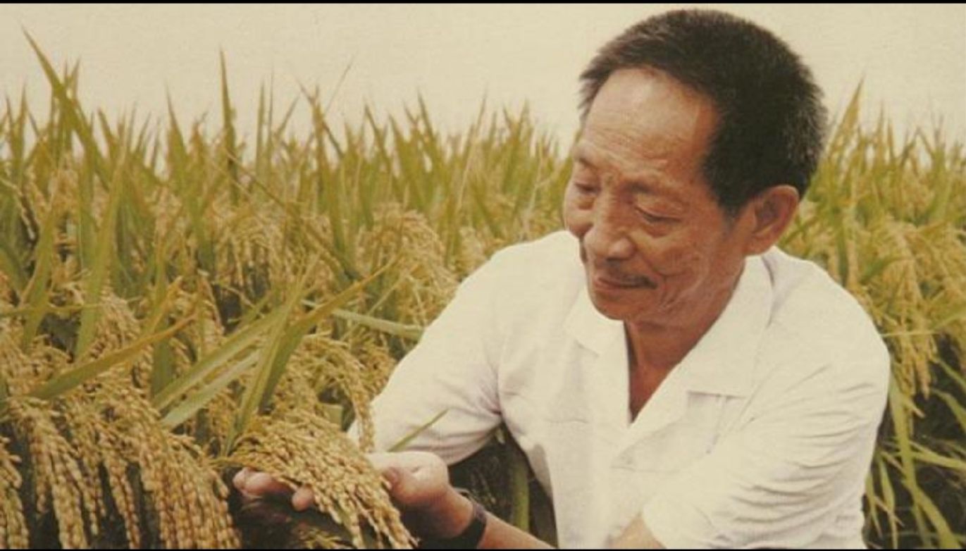 杂交水稻之父，袁隆平先生一路走好