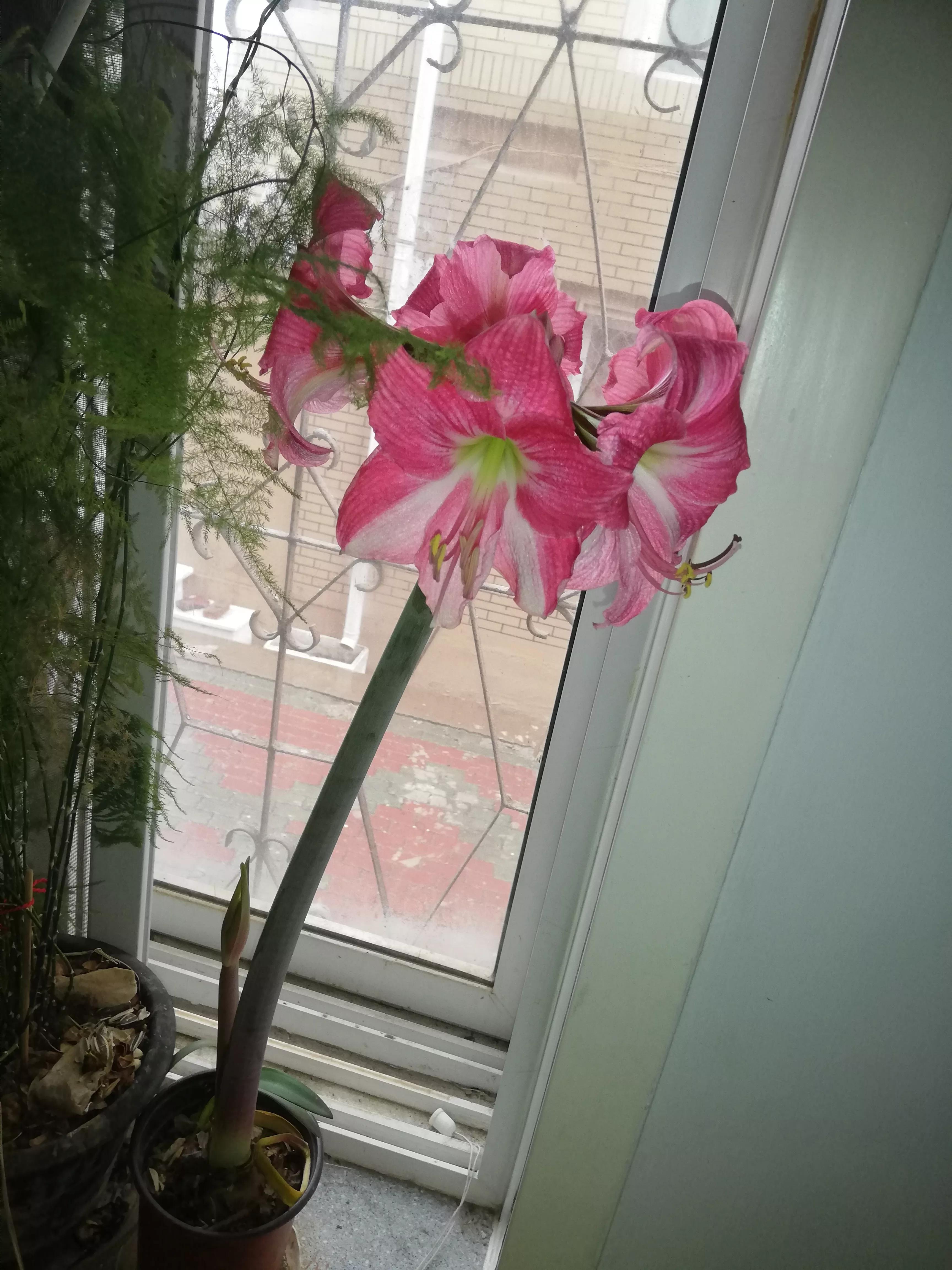 一花一世界 一葉一菩提 峯吻白雲 Mdeditor