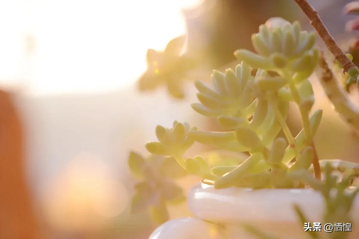 希望和悲傷都是一縷光 奔騰的豹子 Mdeditor