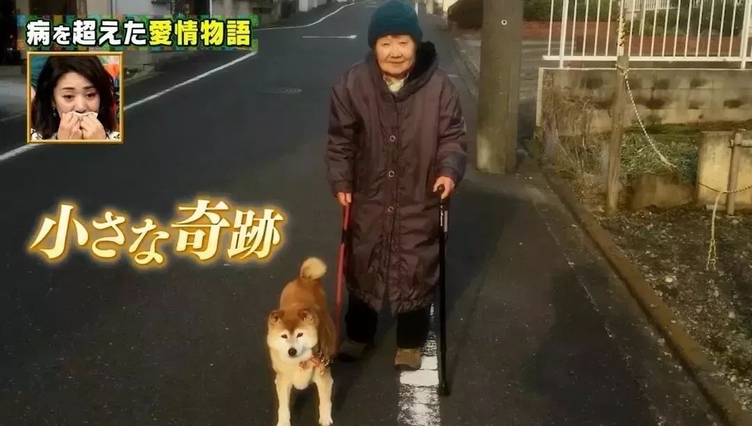 日本81岁奶奶和柴犬同患老年痴呆，分开2年后感人一幕发生了