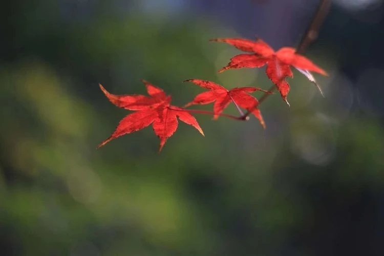 散文：九月，且以温柔待清秋