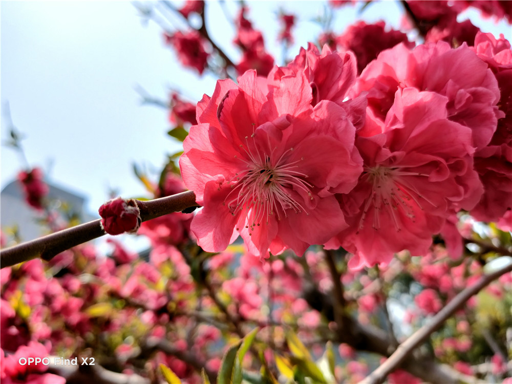 七天实际体验，六大点解析OPPO Find X2，值得买吗？