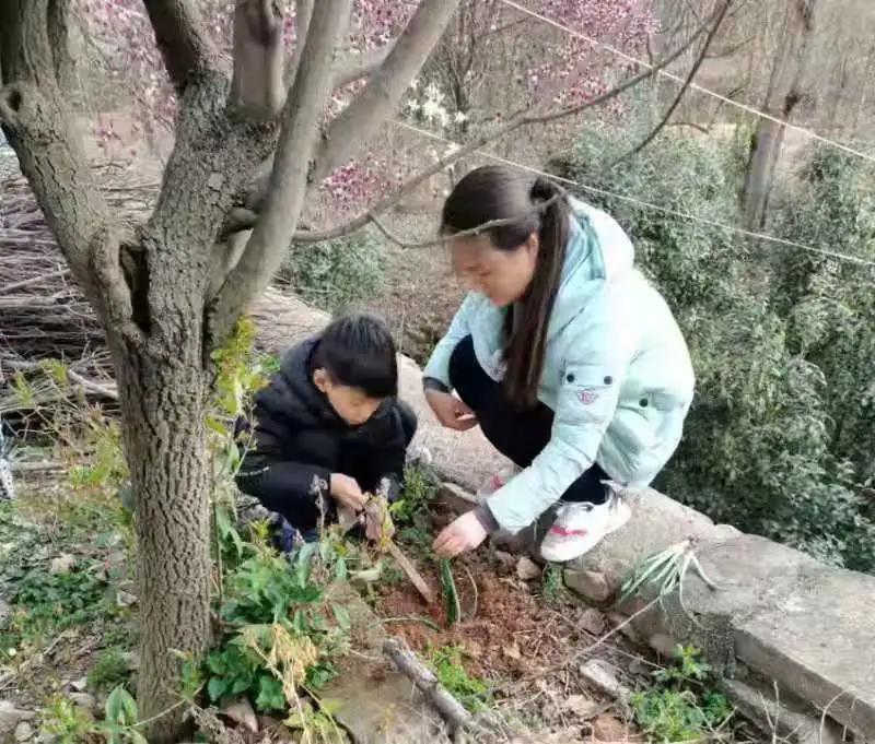 ��֮��.ֲ�̻���--�����еھ�Сѧֲ���ڻ��Ӱ