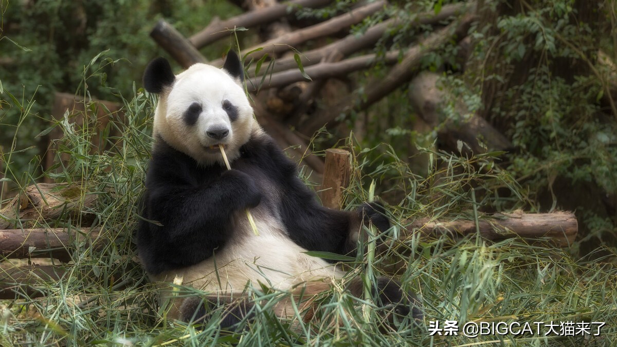 人类为何不能驯化老虎？动物被驯化的6个条件，老虎有3个不满足