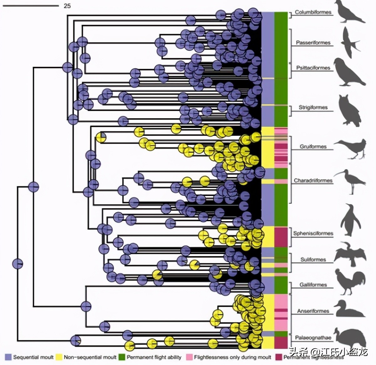 來自中國的羽毛恐龍是這麽換羽毛的