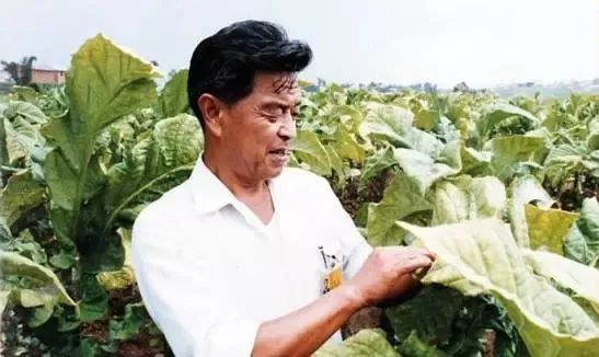 烟王褚时健家破人亡68岁进监狱74岁创业84岁又成亿万富翁