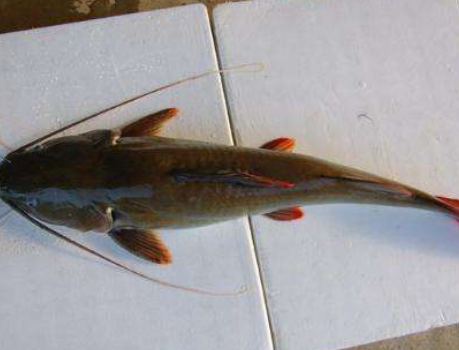 图片[2]-红烧鲶鱼的做法-起舞食谱网