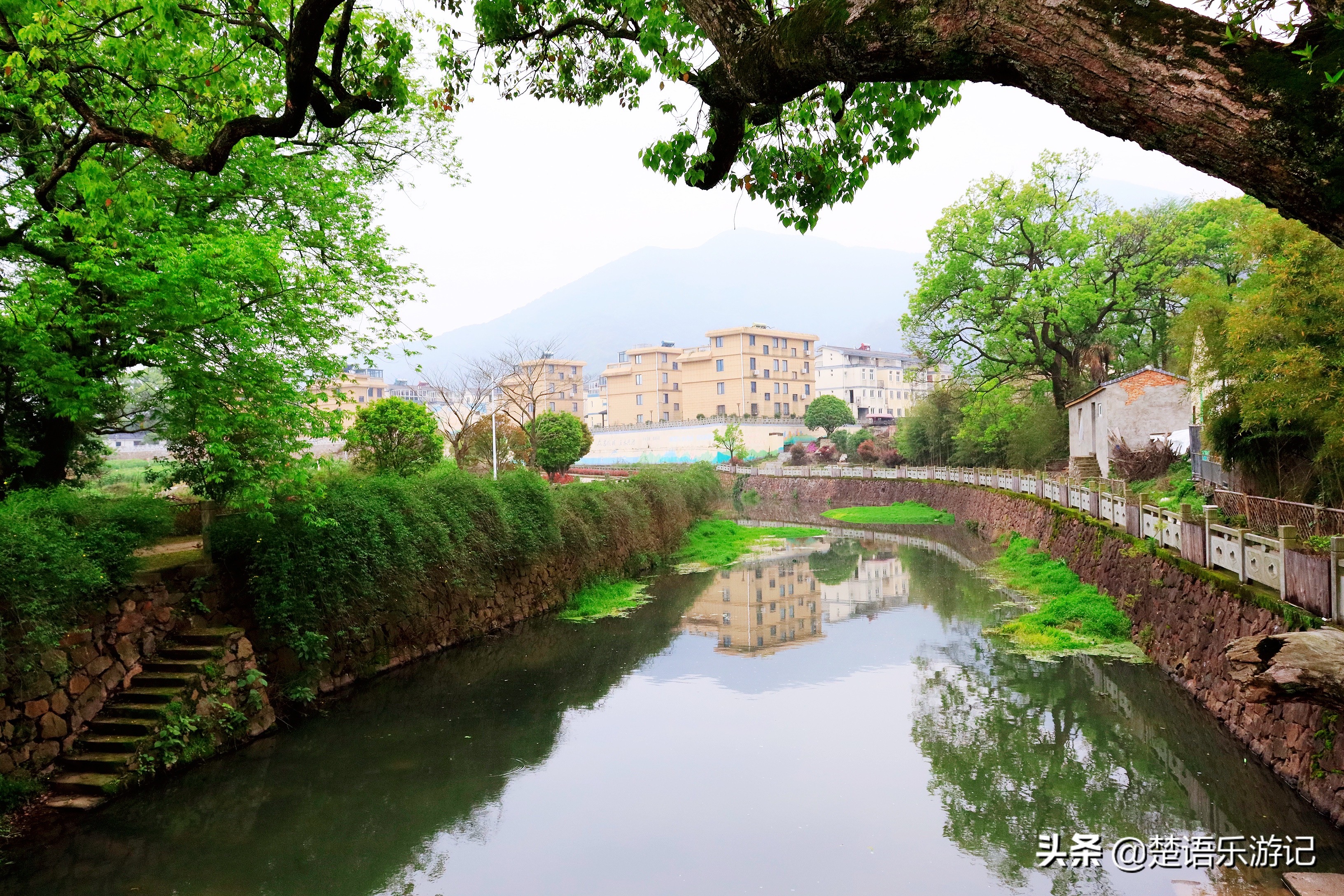 寧波東金峨村 同樣可以登山看杜鵑花 村頭有千年古剎 風景秀麗 楚語樂遊記 Mdeditor