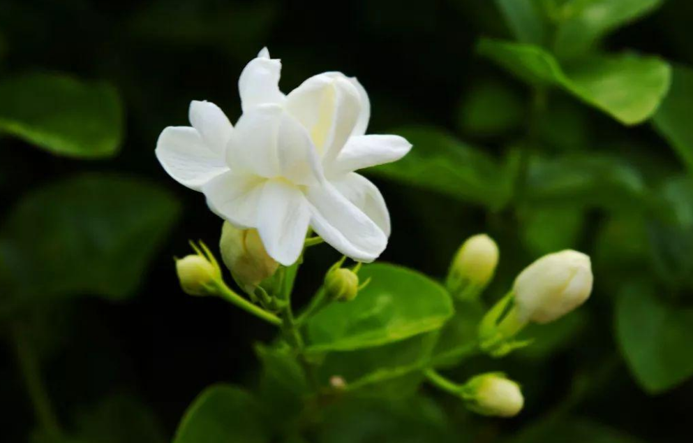 好一朵茉莉花，12首茉莉花的诗词，茉莉花开香满院-第1张图片-非凡网