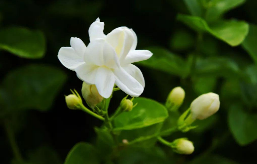 好一朵茉莉花，12首茉莉花的诗词，茉莉花开香满院-第1张图片-诗句网