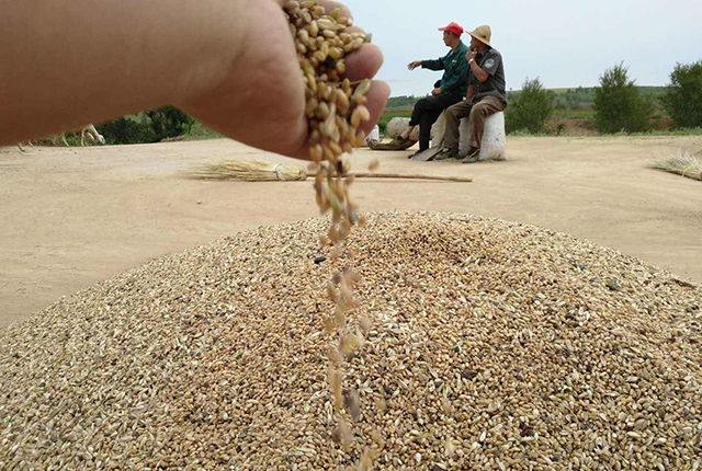 “天价”小麦让农民高兴异常，但收购价下跌，