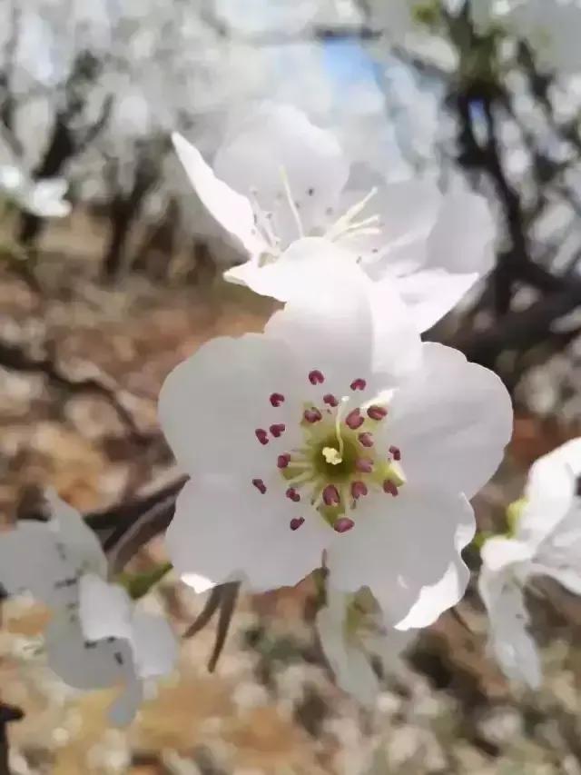 The most beautiful pear spends Yunnan: Show Gong Moxi the operatic circle