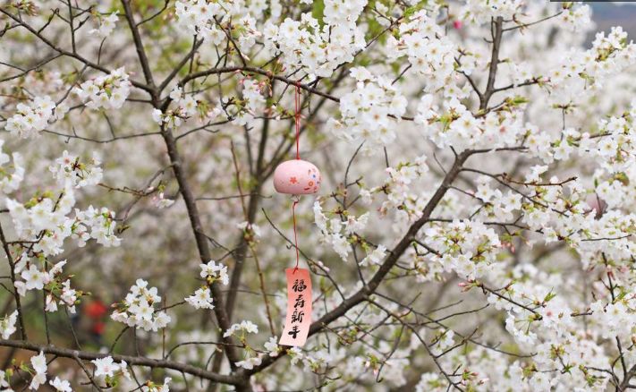 岁岁樱花树树春，古诗词里的樱花，满树烂漫，如云似霞-第11张图片-非凡网