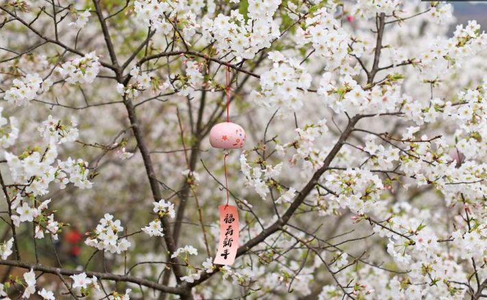 岁岁樱花树树春，古诗词里的樱花，满树烂漫，如云似霞-第11张图片-诗句网