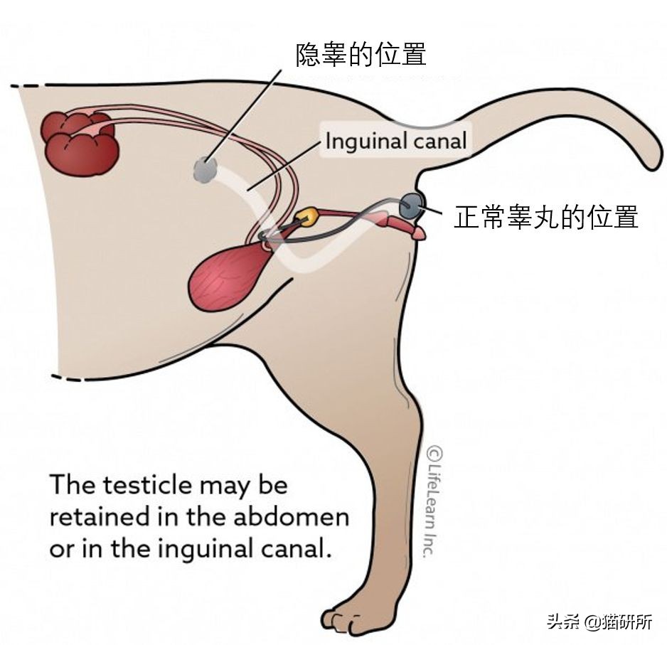 明明已經給TA絕育了，貓咪怎麽又雙叒叕發情了？