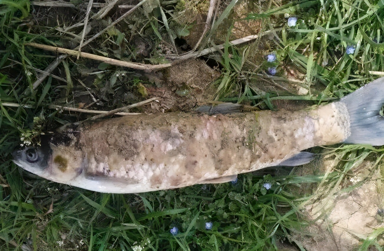 低温时节鱼类伤后水霉病的防范和应对发病原理决定了治疗难度