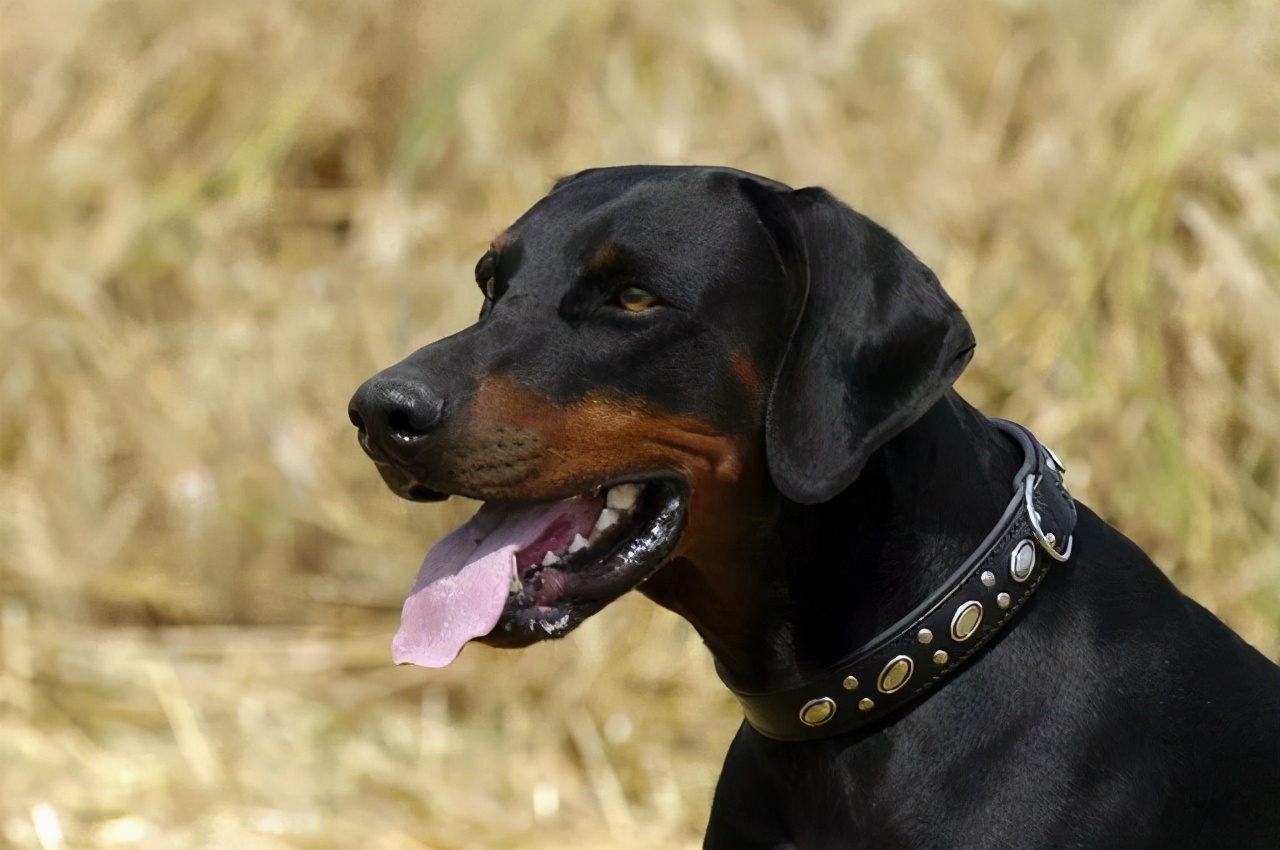 狗狗常见的9种“求救信号”，铲屎官都能看懂吗？
