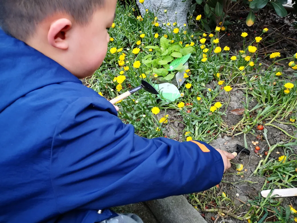 天府新区华阳幼儿园西区开展“幼儿园里的樱桃树”主题活动