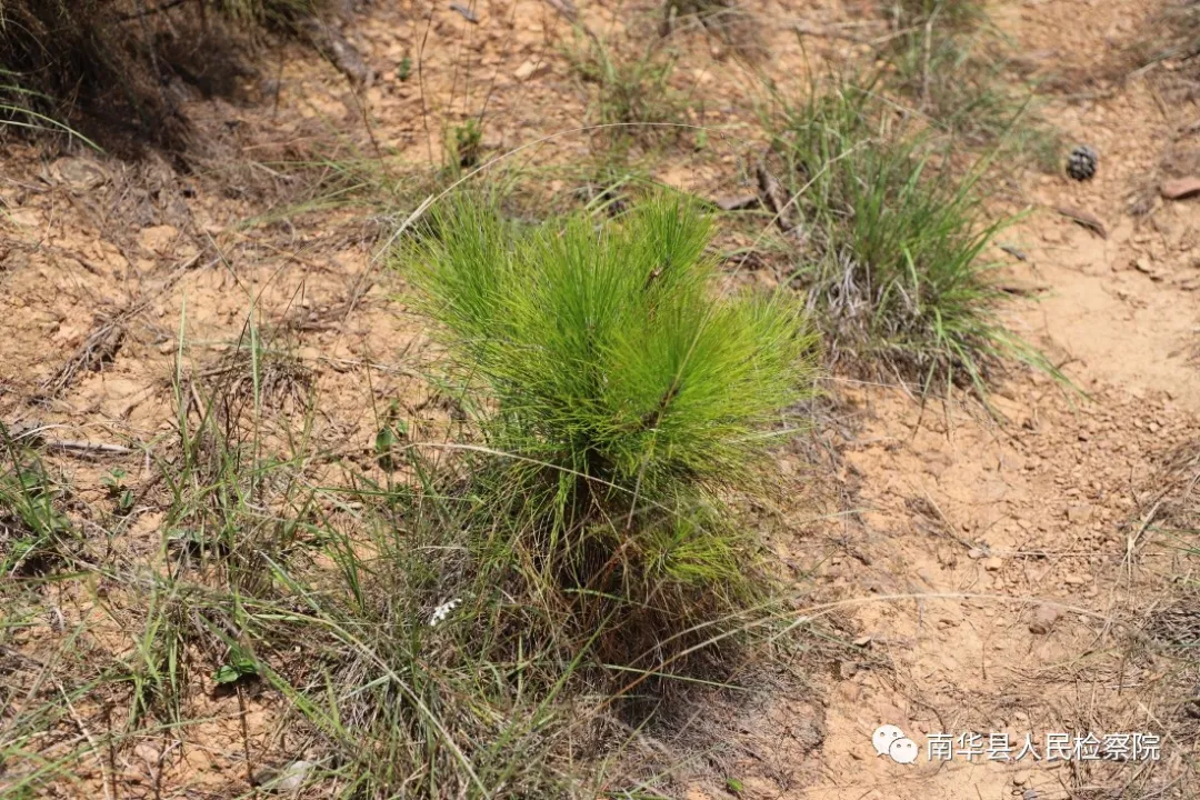 南华：公益诉讼“回头看”助力林业生态修复