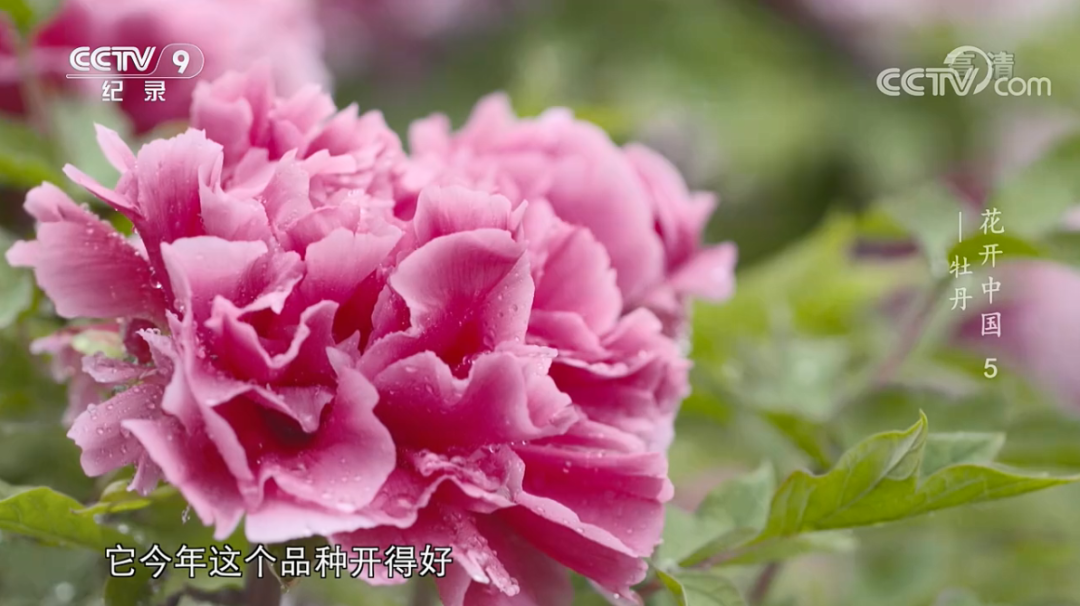 原来“花”也是一种对话，这部纪录片如何记录