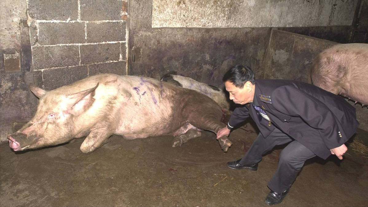 4月10日，猪价跌破“底线”，猪肉要降回“起跑线”？预测来了