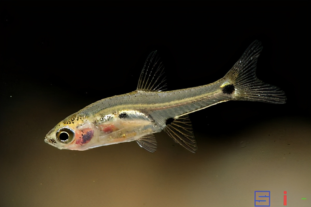 Sbike动植物百科：适合微缸饲养的十大美丽微型淡水观赏鱼