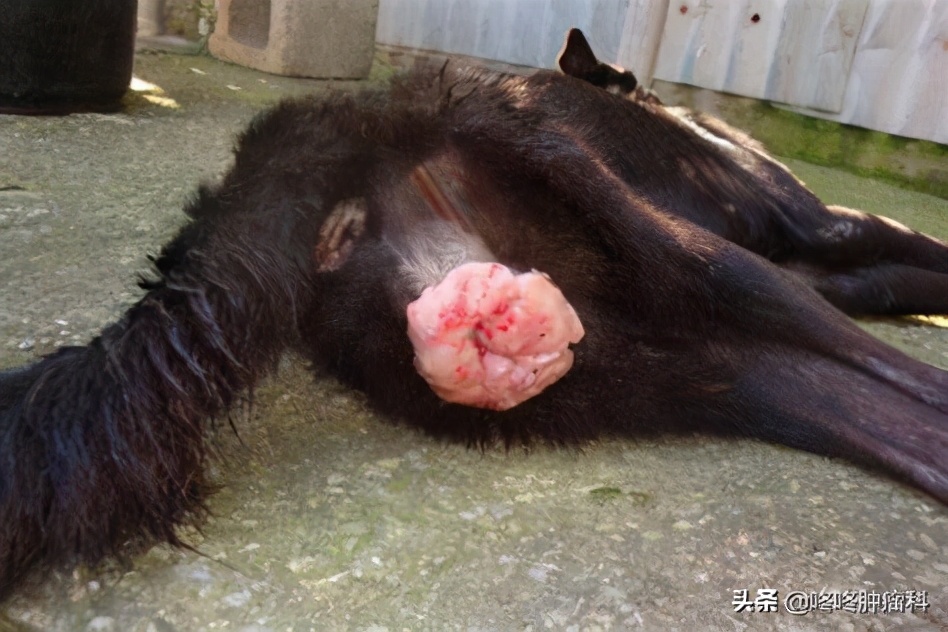 癌症出現罕見母嬰傳染！自然界中，還有這兩類危險腫瘤具有傳染性