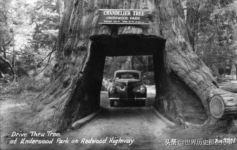 20世纪真实老照片：美国人为何喜欢自驾游？这是