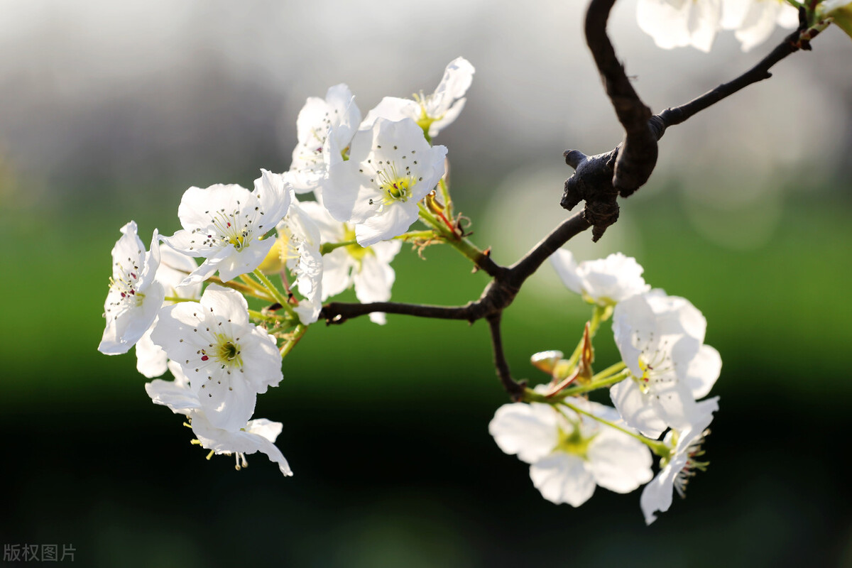 高志飛 梨花季節梨花夢 文友原創之家 Mdeditor