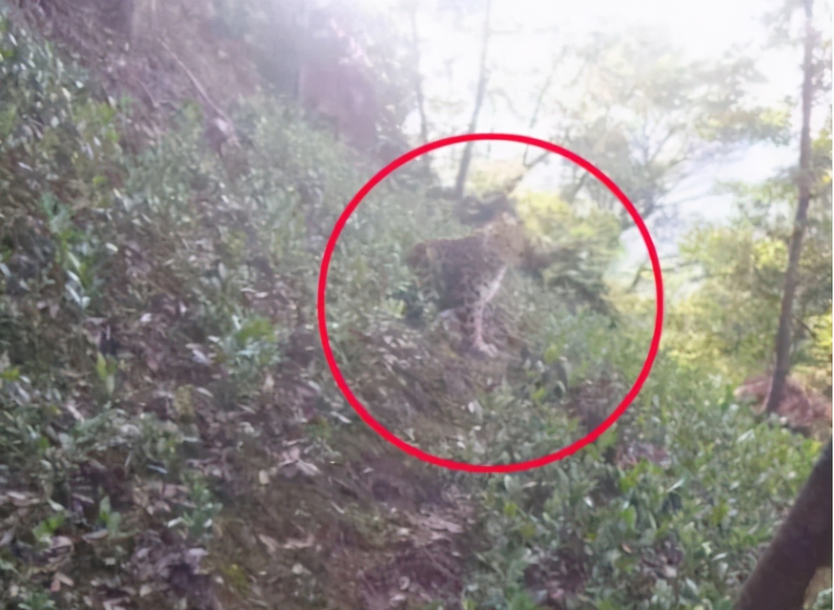 豹子不可怕！“瞒豹”才可怕