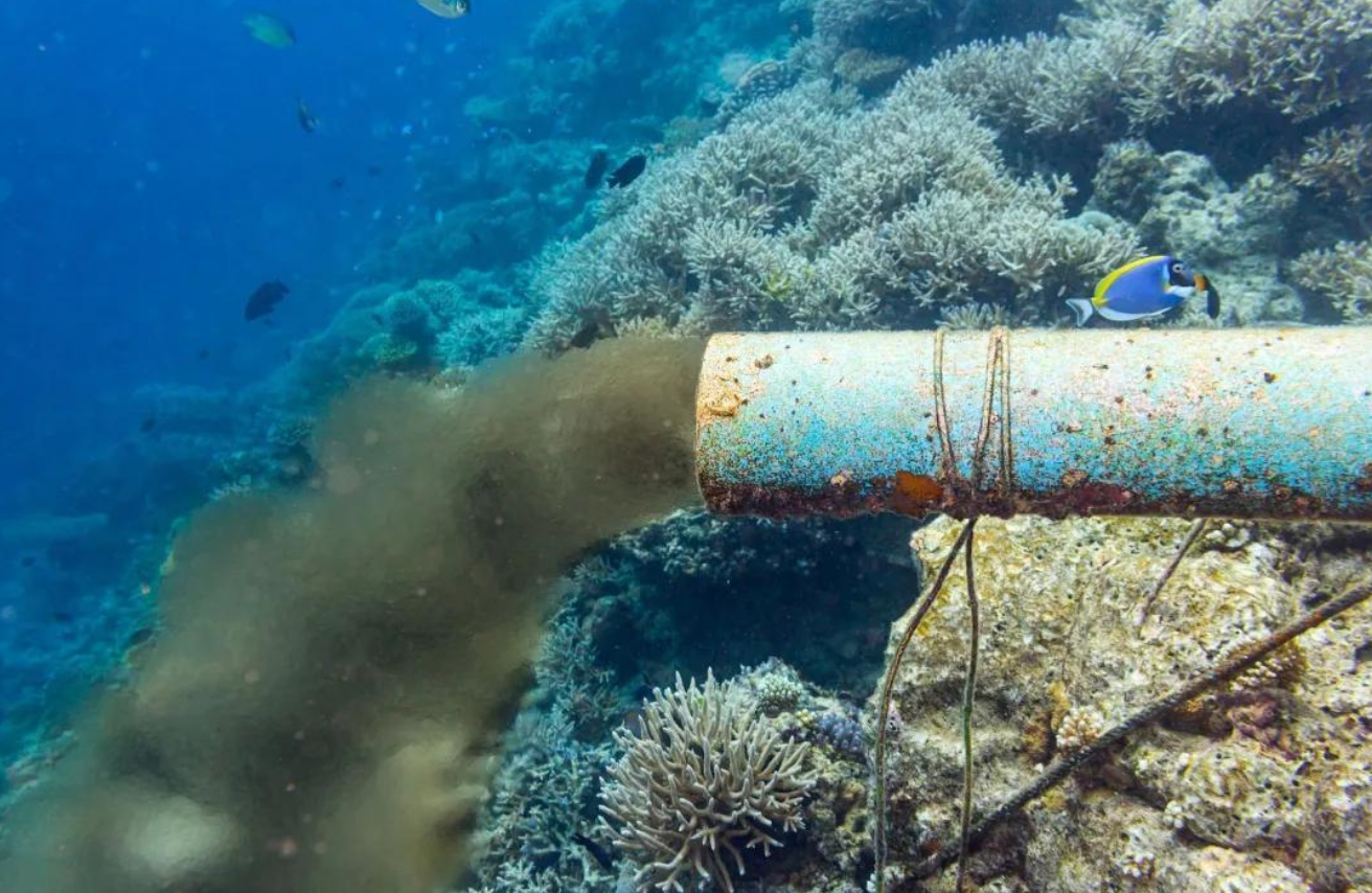 福島黑鲉魚禁止上市，日本核廢水早就排放了，是真的？危害多大？